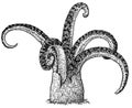 Octopus stinkhorn illustration, drawing, engraving, ink, line art, vector