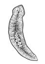 Planaria flatworm illustration, drawing, engraving, ink, line art, vector Royalty Free Stock Photo