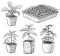 Seedlings illustration, drawing, engraving, ink, line art, vector