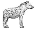 Spotted hyena Crocuta crocuta illustration, drawing, engraving, ink, line art, vector