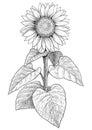 Sunflower illustration, drawing, engraving, ink, line art, vector Royalty Free Stock Photo