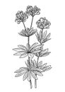 Sweet woodruff illustration, drawing, engraving, ink, line art, vector