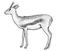 Thomson`s gazelle illustration, drawing, engraving, ink, line art, vector