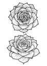 Houseleek illustration, drawing, engraving, ink, line art, vector