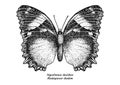 Hypolimnas dexithea, madagascar diadem, illustration, drawing, engraving, ink, line art, vector