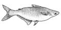 Pangasius fish illustration, drawing, engraving, ink, line art, vector