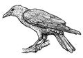 Raven illustration, drawing, engraving, ink, line art, vector