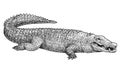 Saltwater crocodile illustration, drawing, engraving, ink, line art, vector