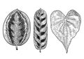 Tropical leaf illustration, drawing, engraving, ink, line art, vector