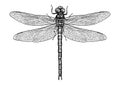 Dragonfly illustration, engraving, drawing, ink, vector