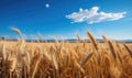 An illustration of wheat fields Royalty Free Stock Photo