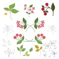 Illustration on white background, decor elements from branches, berries, flowers and leaves, set for cover or invitation