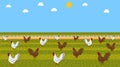 Illustration of white and brown chickens in a barnyard with seeds and beautiful blue sky - vector