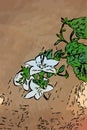 Illustration of white campanula isophylla flower on brawn background.