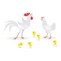 Illustration of white chicken family isolated on white background Royalty Free Stock Photo