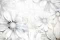 White daisy flowers background Royalty Free Stock Photo