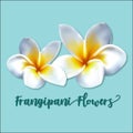 White Exotic Frangipani Flowers also known as White Plumeria
