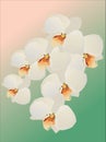 Illustration with white orchid