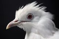 White pigeon isolated on black background,  Close-up portrait of white pigeon Royalty Free Stock Photo