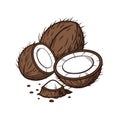 Coconut illustration whole halves and flakes on white background Royalty Free Stock Photo