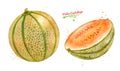 Illustration of whole and sliced Melon Cantaloupe Royalty Free Stock Photo