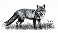 Illustration of a Wild Fox Standing in Grass Field with Black and White Sketch Style Royalty Free Stock Photo