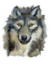 Illustration of a wild wolf Royalty Free Stock Photo