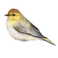 watercolor ilustration of a wild yellow bird warbler