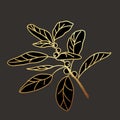 illustration of witch herbs. golden linear graphics on a dark background