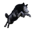 Illustration of a wolf with black and white fur jumping while running isolated on a white background Royalty Free Stock Photo