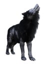 Illustration of a wolf with black and white fur standing and howling isolated on a white background Royalty Free Stock Photo