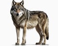 Illustration of Wolf isolated on white background. Generative AI Royalty Free Stock Photo