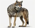 Illustration of Wolf isolated on white background. Generative AI Royalty Free Stock Photo