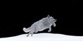 Illustration of a wolf jumping over snow with a black night with stars in the background