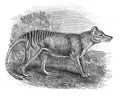 Illustration of wolf Tylacine Tylacinus cynocephalus in the old book The Encyclopaedia Britannica, vol. 15, by C. Blake, 1883,