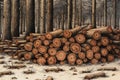 Woodpile of logs in the forest