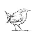 Wren, songbird