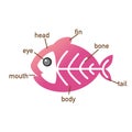 X-ray fish vocabulary part of body.vector