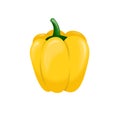 Yellow Paprica or Bell Pepper Illustration Vector