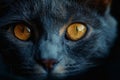 Illustration of yellow cat eyes glowing in the darkness, on a black background Royalty Free Stock Photo