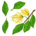 Illustration of yellow flowers ylang-ylang tropical tree summer climate on a branch with leaves five green leaves