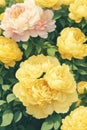 illustration of yellow and pink peonies on a bush