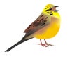 Illustration of a yellowhammer Emberiza citrinella