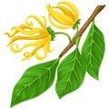 Illustration of ylang-ylang yellow flowers tropical sweet fragrance of trees summer climate on a branch with leaves