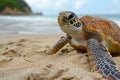 Illustration of young sea turtles crawling on sand on the beach, high quality, high resolution Royalty Free Stock Photo