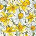 Seamless floral pattern on white background. Hand-drawn flowers - Daffodil.