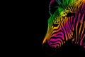 Rainbow striped Zebra portrait on a black background