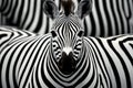 Zebra portrait on black and white background,