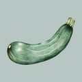 Illustration of zucchini drawing style Royalty Free Stock Photo