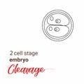 Illustration of zygote stage embryo. zygote cell stage icon. cleavage zygote cell.outline Illustration